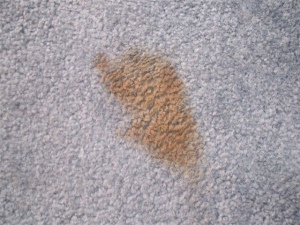 stain from dog poo